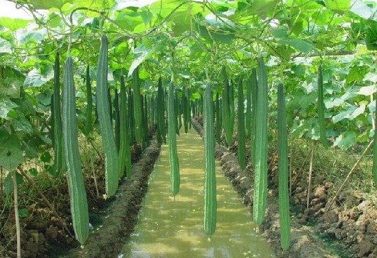 <b>夏絲瓜的種植技術(shù)要點解析</b>