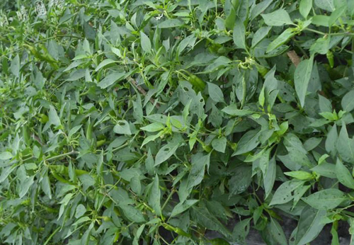<b>大雨過(guò)后，如何防治大食量的蟲(chóng)子？</b>