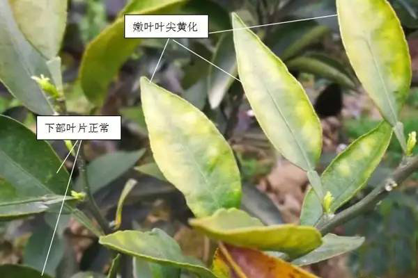 <b>柑橘葉面肥，你用對(duì)了嗎？</b>