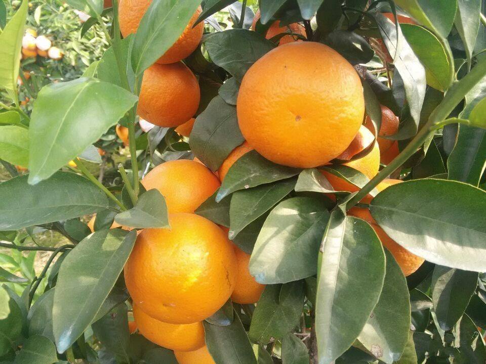 <b>種植高產(chǎn)沃柑的水溶肥施肥方案</b>