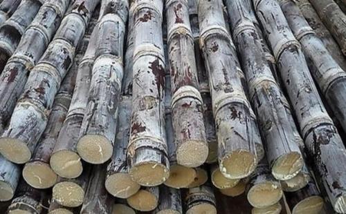 <b>甘蔗生長后期合理施用水溶肥，提高品質(zhì)和甜度</b>