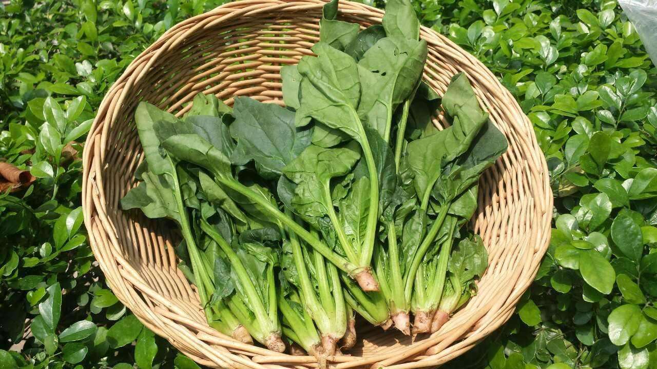 <b>菠菜葉片發(fā)黃施用哪種肥料好？</b>