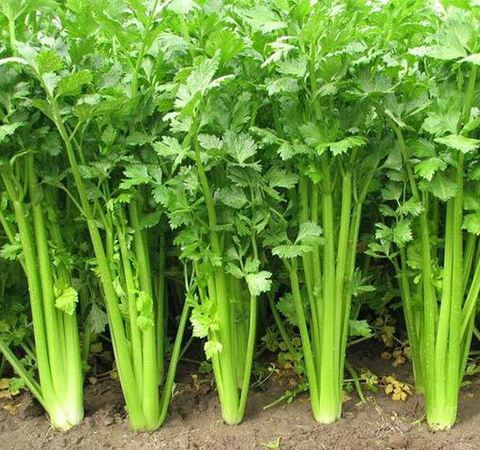 <b>秋季種植芹菜施用哪種水溶肥好？</b>