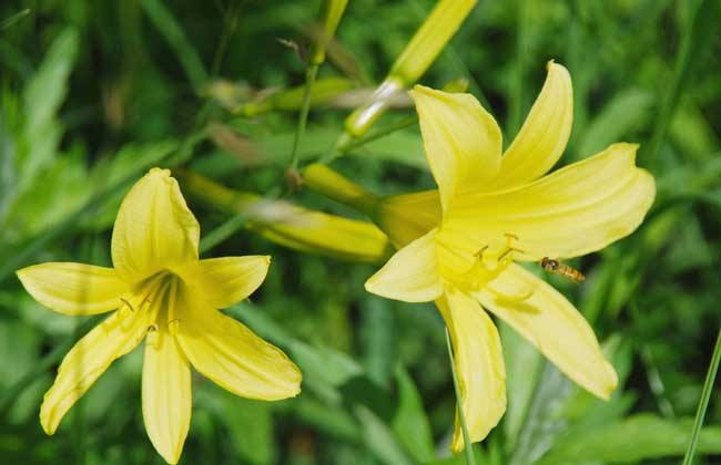 <b>黃花菜應(yīng)該如何施用水溶肥？</b>