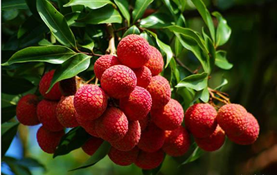 <b>荔枝結果樹的施肥要點</b>