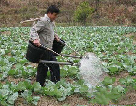 <b>水溶肥的正確使用方法</b>