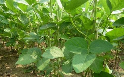 <b>氮磷鉀肥對(duì)大豆生長(zhǎng)有什么好處？</b>