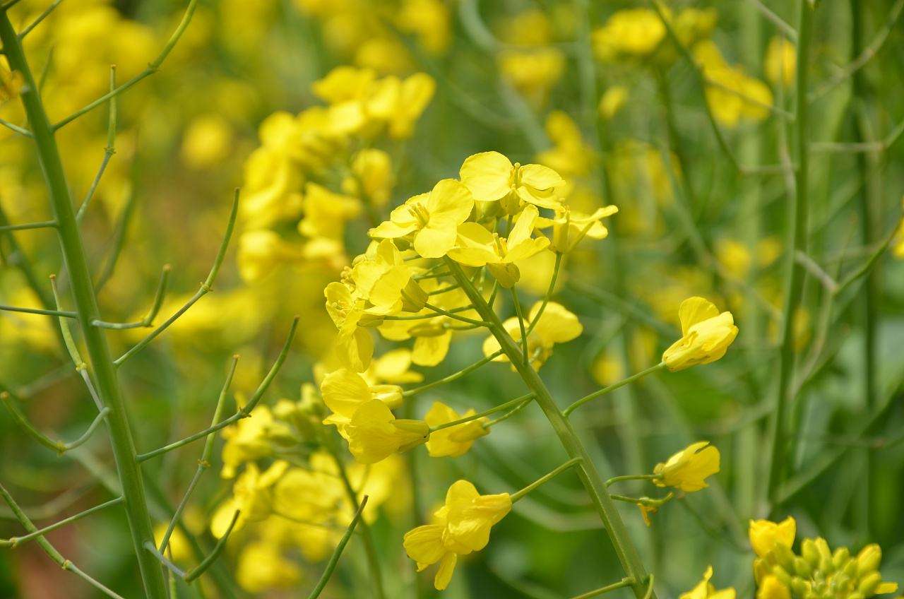 <b>油菜缺肥的癥狀以及防治方法</b>