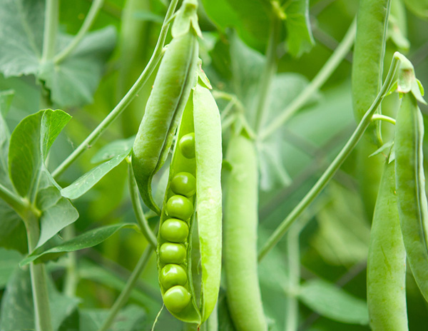 <b>荷蘭豆施什么肥好？荷蘭豆高產(chǎn)施肥技術(shù)</b>