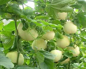 <b>甜瓜如何施肥又大又甜？甜瓜種植管理技術(shù)！</b>