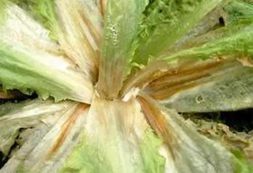 <b>北美農(nóng)大教你如何有效防治蔬菜菌核?。?/b>