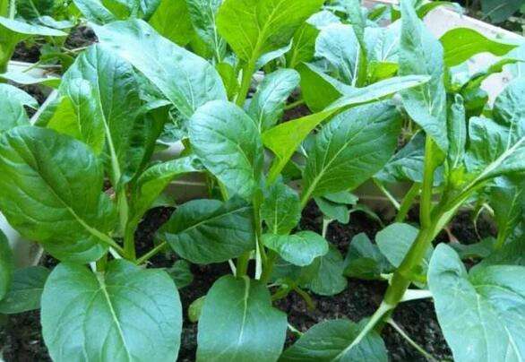 <b>磷酸二氫鉀為什么不可取代？磷酸二氫鉀的好處</b>