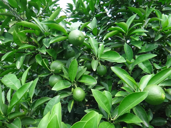 膨果期使用水溶肥可促進果實生長