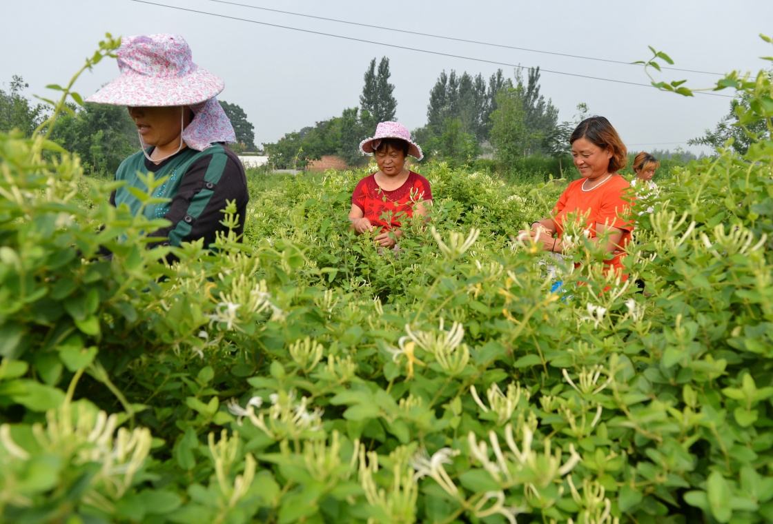 金銀花使用北美農(nóng)大水溶肥見效快