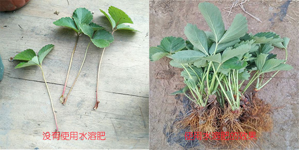 草莓使用水溶肥的效果對(duì)比圖