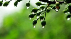 <b>梅雨季節(jié)，霜霉病疫病成災(zāi)，如何防治？</b>