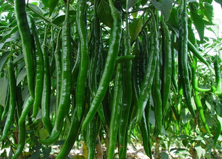 葉面肥，生長調(diào)節(jié)劑，水溶肥，沖施肥