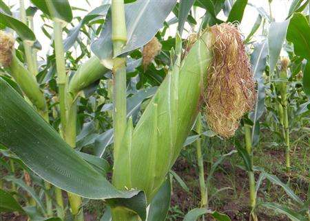 <b>北美農(nóng)大平衡型水溶肥滿足玉米各期肥量所需</b>