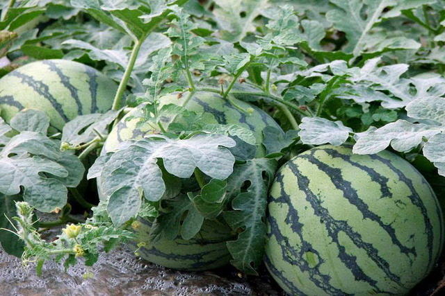 <b>夏季種植西瓜，如何做好田間管理讓西瓜又大又</b>