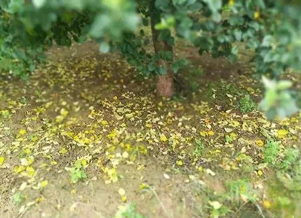 <b>多雨季節(jié)，果樹(shù)落葉嚴(yán)重如何改善？</b>