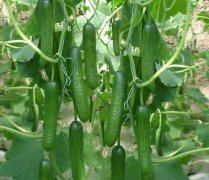 <b>種植高產(chǎn)秋黃瓜應(yīng)如何正確施用沖施肥？</b>