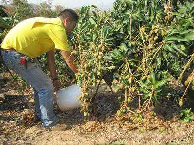 <b>水溶肥料與普通肥料有哪些區(qū)別？</b>