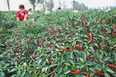 <b>辣椒種植如何使用水溶肥？效果怎樣？</b>