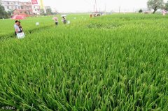 怎么判斷農(nóng)作物需要補(bǔ)充葉面肥？常用葉面肥濃