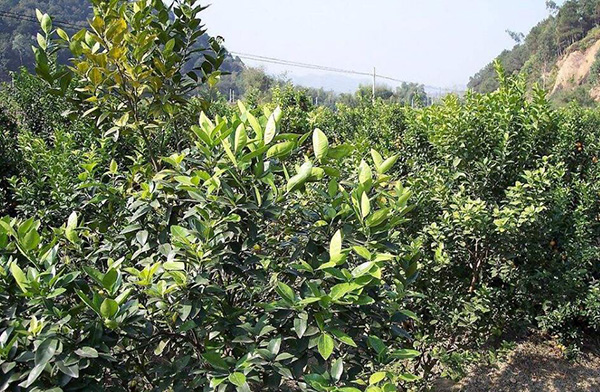 <b>柑橘放秋稍要如何管理？放秋稍沖施肥怎么用？</b>
