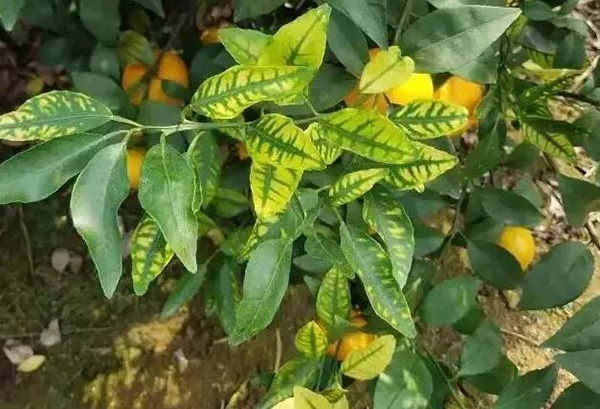 柑橘缺鋅小葉、花斑葉