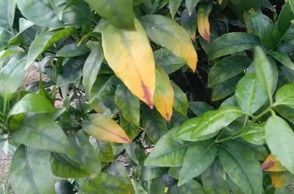 柑橘缺硼新葉畸形、發(fā)黃
