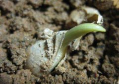 <b>大蒜種植土壤要肥沃，追肥沖施肥很重要！</b>