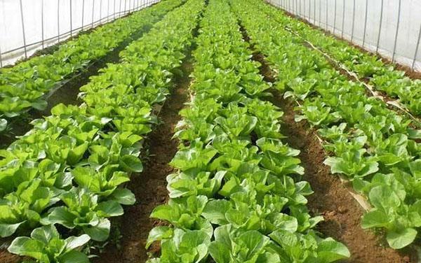 蔬菜大棚種植選用水溶肥長(zhǎng)勢(shì)好