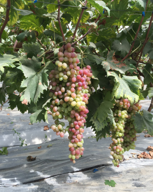 葡萄膨果轉色多施高鉀高磷水溶肥