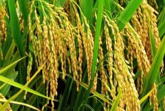<b>水稻后期施用氮肥過量怎么辦？</b>