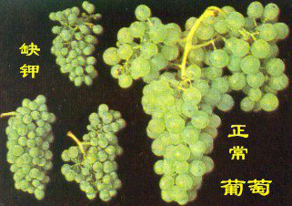 <b>作物缺鉀會出現(xiàn)哪些癥狀？如何正確補充鉀肥？</b>