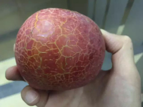 紅富士膨果著色期雨水過(guò)多會(huì)出現(xiàn)水裂紋