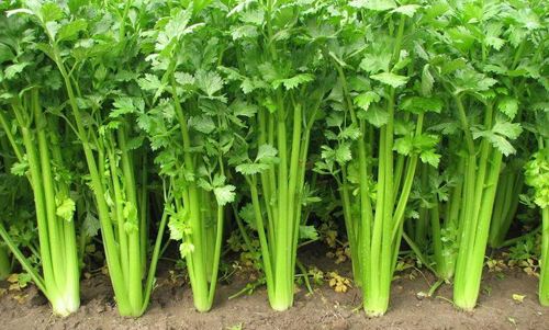 芹菜爛心是什么原因？要如何防治？