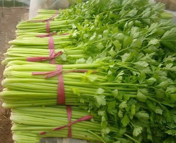 種植秋芹菜用哪種水溶肥？