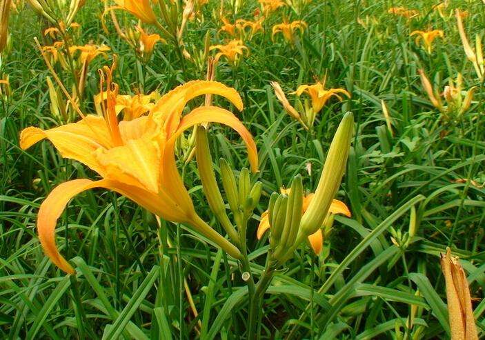 黃花菜應該如何施用水溶肥？