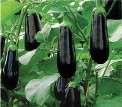 茄子花期施什么水溶肥好？