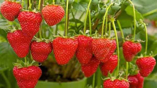 草莓硬度弱、果不紅怎么辦？