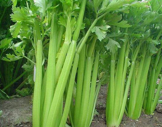 芹菜缺硼缺鈣的原因有哪些？如何防治？