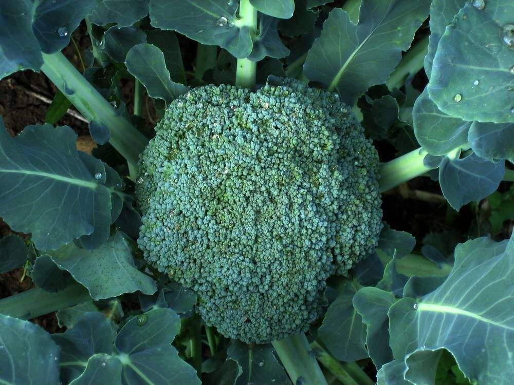 西蘭花應(yīng)該如何施肥？水溶肥怎么施用？