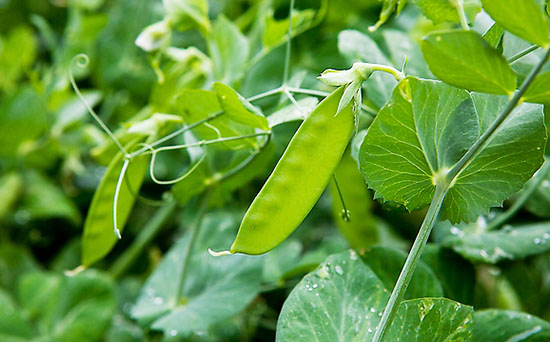 荷蘭豆施什么肥好？荷蘭豆高產(chǎn)施肥技術(shù)