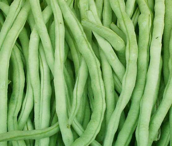 四季豆施肥技術(shù)要點解析