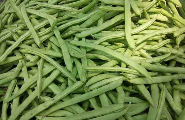 四季豆施肥技術(shù)要點解析