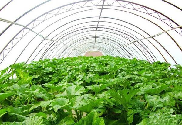 大棚蔬菜應(yīng)該如何施肥？施什么肥好？