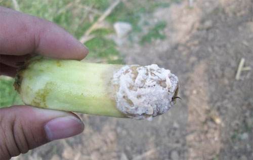 如何有效防治蔬菜菌核??？