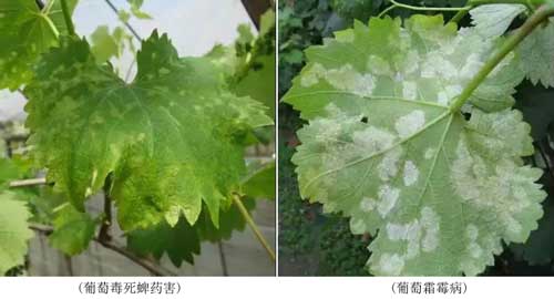 藥害、病害分不清？看完這個你就懂了